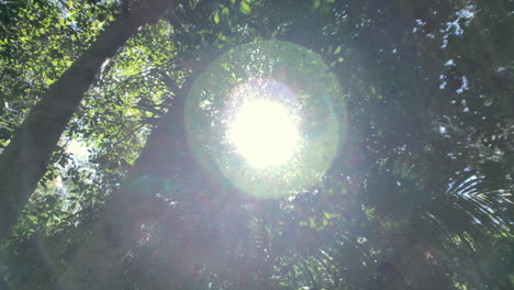 Sun-shines-through-Rainforest-Canopy,-Brisbane-Botanical-Gardens