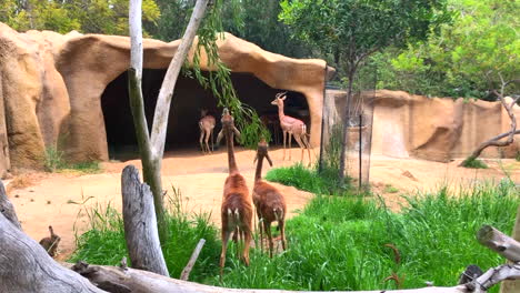 Cámara-Lenta---Gerenuk-Saludable-En-El-Zoológico-De-San-Diego