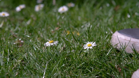 Man-picking-up-a-daisy-from-the-ground-as-a-gift,-during-spring-time-in-London-UK