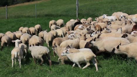 A-Border-Collie-herds-a-flock-of-Sheep-in-Harpswell,-Maine