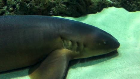 close-up-of-a-fish-breathing-through-fish-gills-underwater