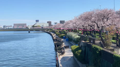 Panorámica-De-180º-Del-Río-Parque-Sumida-Con-Cerezos-En-Flor