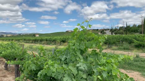 Green-rolling-hills-and-sweeping-valleys