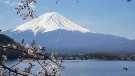 Natural-landscape-view-of-Fuji-Volcanic-Mountain-with-the-lake-Kawaguchi-in-foreground-with-sakura-cherry-bloosom-flower-tree-4K-UHD-video-movie-footage-short