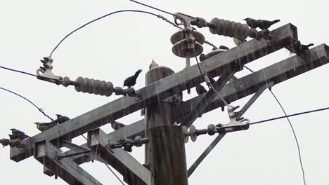 Zeitlupe---Eine-Gruppe-Rotäugiger-Vögel-Genießt-Den-Regen-Auf-Einem-Strommast-In-Cebu-City,-Philippinen