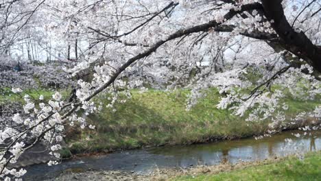 Landschaftsschwenkkameraansicht-Des-Sakura-Blumenparks-Mit-Kleinem-Kanal-Im-Frühling,-Volle-Blüte-Der-Sakura-Blumensaison,-Kannonji-Fluss-In-Der-Fukushima-Hanami-Blumensaison-4K-UHD-Videofilm