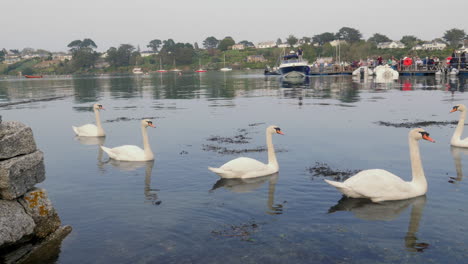 Swans-calmly-swimming-in-peaceful-waters-as-boat-departs,-wide-angle