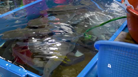 Comerciante-Hace-Sushi-De-Pescado-Vivo-En-El-Mercado-De-Mariscos-Coreano-En-Busan-La-Gente-Compra-Y-Vende-Mariscos-Frescos-Y-Pescado-En-El-Mercado-De-Mariscos-En-Corea-Del-Sur