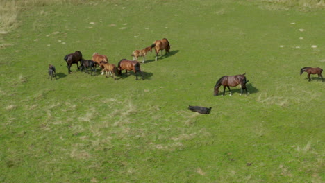 Horses-grazing-on-pasture,-aerial-view-of-green-landscape-with-a-herd-of-brown-horses,-European-horses-on-meadow