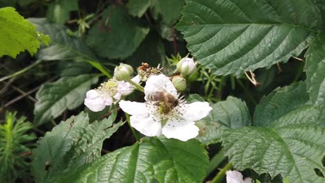Kleine-Biene-Nimmt-Pollen-über-Der-Blüte