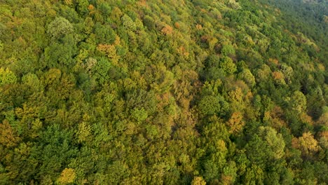 Aerial-top-down-drone-shot-of-autumn-forest-turning-green-to-yellow