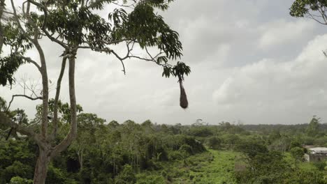 Hängendes-Tropisches-Vogelnest-In-Der-Baumkrone-Des-Regenwaldes,-Mit-Vogelnest,-Antenne