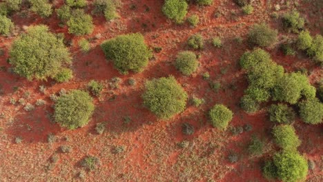 Aerial-view-of-thorn-trees-in-the-arid,-sandy-Kalahari-region-of-the-Northern-Cape,-South-Africa
