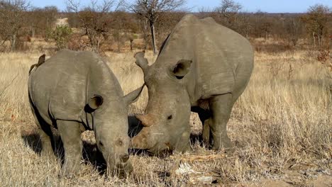 Madre-De-Rinoceronte-Blanco-Y-Ternero-Pastando-En-Las-Llanuras-Cubiertas-De-Hierba-Del-Sur-De-África,-Tiro-Estable