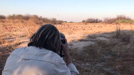 Der-Fotograf-Versucht,-Bilder-Von-Bienenfressern-Des-Südlichen-Karminroten-Einzufangen