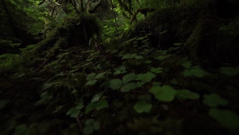 Low-FPV-of-the-moss-covered-forest-floor-in-the-rain-forest,-ferns,-clover