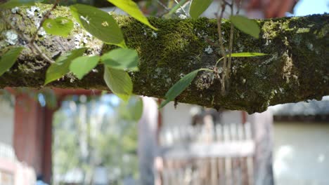 Close-up-shots-of-green-leaves-in-front-of-a-shrine-with-a-God-like-Japanese-stone-figure-in-Kyoto,-Japan-soft-lighting-slow-motion-4K