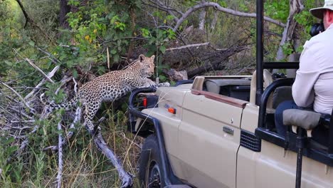 A-healthy-young-leopard-explores-front-of-a-safari-vehicle-in-Africa