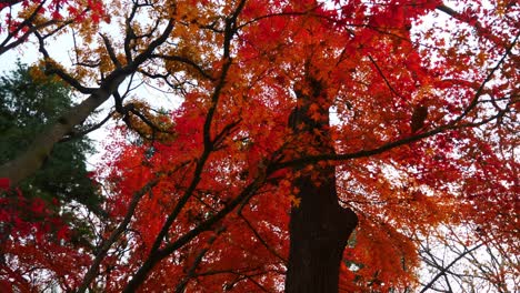 Coloridas-Hojas-De-Arce-Con-Hanoak,-Corea-Del-Sur-Durante-El-Otoño