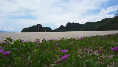 Ein-Mann-Spaziert-Am-Strand-Von-Tanjung-Rhu-Entlang,-Mit-Einem-Feld-Mit-Wunderschönen-Rosa-Blumen-Im-Vordergrund