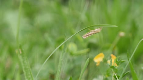 Small-brown-wild-insect-hanging-on-grass-stalk-in-nature