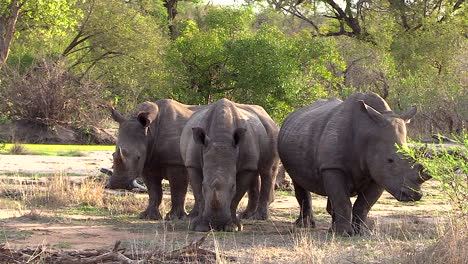 Tres-Rinocerontes-Blancos-Se-Juntan-Bajo-La-Sombra-De-Un-árbol-Para-Aliviarse-Del-Sol-Africano-Caliente