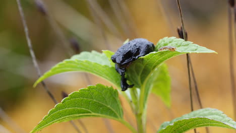 Roraima-Black-Frog,-Oreophrynella-Quelchii-Sitting-On-The-Green-Leaf-Found-In-The-Summit-Of-Mount-Roraima-In-Venezuela