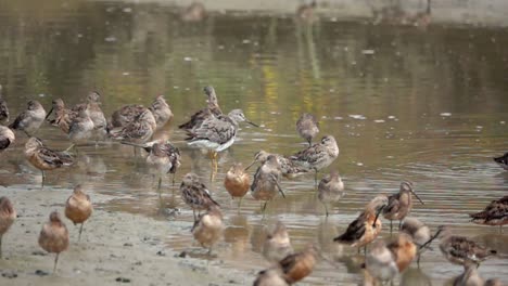 Slow-motion-of-shorebirds-feeding-and-resting-on-muddy-shoreline-close-up