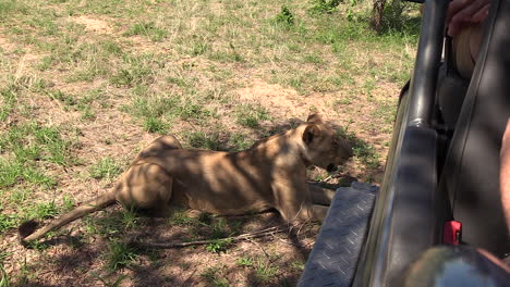 Lioness-watching-buffalo-near-safari-vehicle