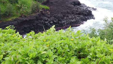HD-120fps-Hawaii-Kauai-Boom-up-from-greenery-with-yellow-flowers-to-reveal-overhead-view-of-waves-crashing-on-rocky-shoreline