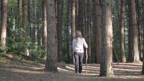 Woman-walking-in-pine-forest-with-walking-stick-wide-shot
