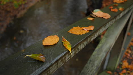 autumn-leafs-on-the-bridge-rails