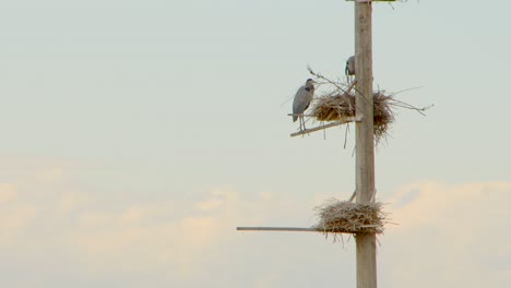 Zwei-Blaureiher-Werden-An-Ihrem-Nest-Gesehen