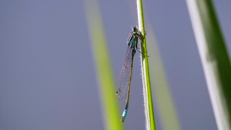 Close-up-shot-of-beautiful-blue-dragonfly-hanging-on-grass-plant-during-daytime