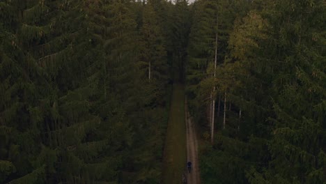 Andar-En-Bicicleta-En-Un-Bosque-Verde,-Filmado-Por-Un-Dron-Desde-Arriba-A-20-M-De-Altura