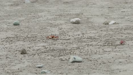 Crabs-Eating-On-Sandy-Beach-Of-Olon-In-Ecuador