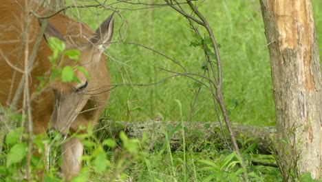 Hermoso-Venado-De-Cola-Blanca-Comiendo-Comida-Mientras-Se-Mantiene-Atento-Al-Peligro