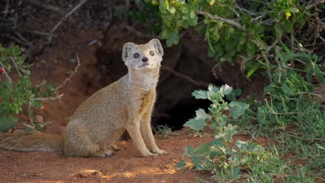 Yellow-mongoose-sitting-outside-the-opening-to-a-deep-tunnel,-looking-around-curiously-at-its-surroundings