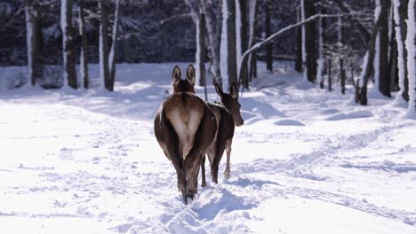 elk-female-walking-along-snowy-path-to-forest-slomo