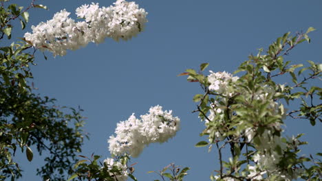 Blühender-Baum-Im-Garten-Mit-Blauem-Himmelshintergrund