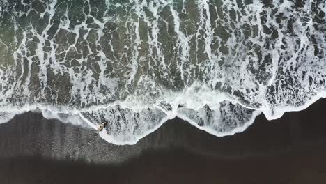 Dog-entering-waves-of-Pererenan-Beach-in-Bali-Indonesia-with-dark-volcanic-sand,-Aerial-top-view-shot
