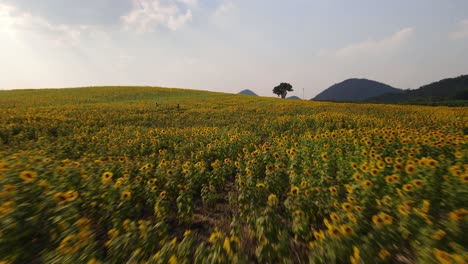 Sunflower-Field-in-the-afternoon,-Khao-Yai,-Nakhon-Ratchasima,-Thailand