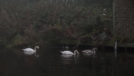 Three-swans-feeding-on-a-cold-winter-canal-wide-shot
