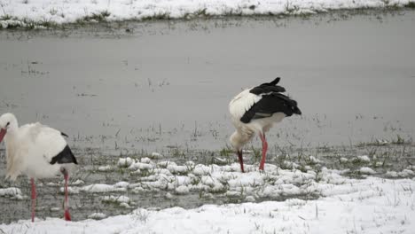 Tracking-shot-of-storks-walking-on-frozen-river-shore-during-snowy-day,-searching-for-food