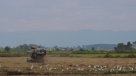 Rice-Harvester-Machine,-4K-Footage,-Nakhon-Nayok,-Thailand