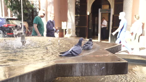 Par-De-Palomas-Bañándose-En-Una-Fuente-De-Agua-Con-Turistas-Caminando-En-El-Fondo-En-Marrakech,-Marruecos