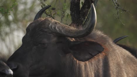 Portrait-of-a-cape-buffalo,-also-known-as-Black-Death,-staring-menacingly-at-the-camera