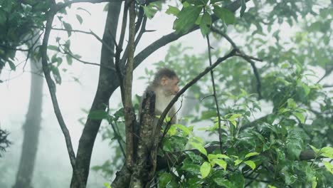 Süßer-Affe,-Der-Auf-Einem-Baum-Sitzt-Und-Sich-Umschaut