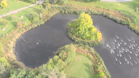 Aerial-footage-of-a-pond-shaped-like-a-peanut-with-a-tree-on-an-island-when-a-flock-of-Canadian-geese-come-in-and-land-on-the-water