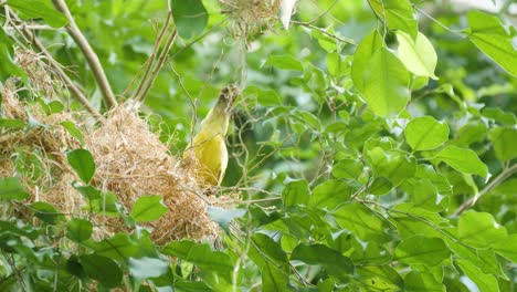 Close-up-shot-of-black-necked-weaver-on-nest